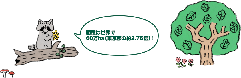 面積は世界で45万ha、日本も含め世界10カ国に！